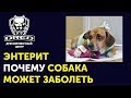 Одна из причин болезни энтеритом | На что обратить внимание при покупке собаки