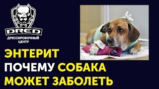 Одна из причин болезни энтеритом | На что обратить внимание при покупке собаки