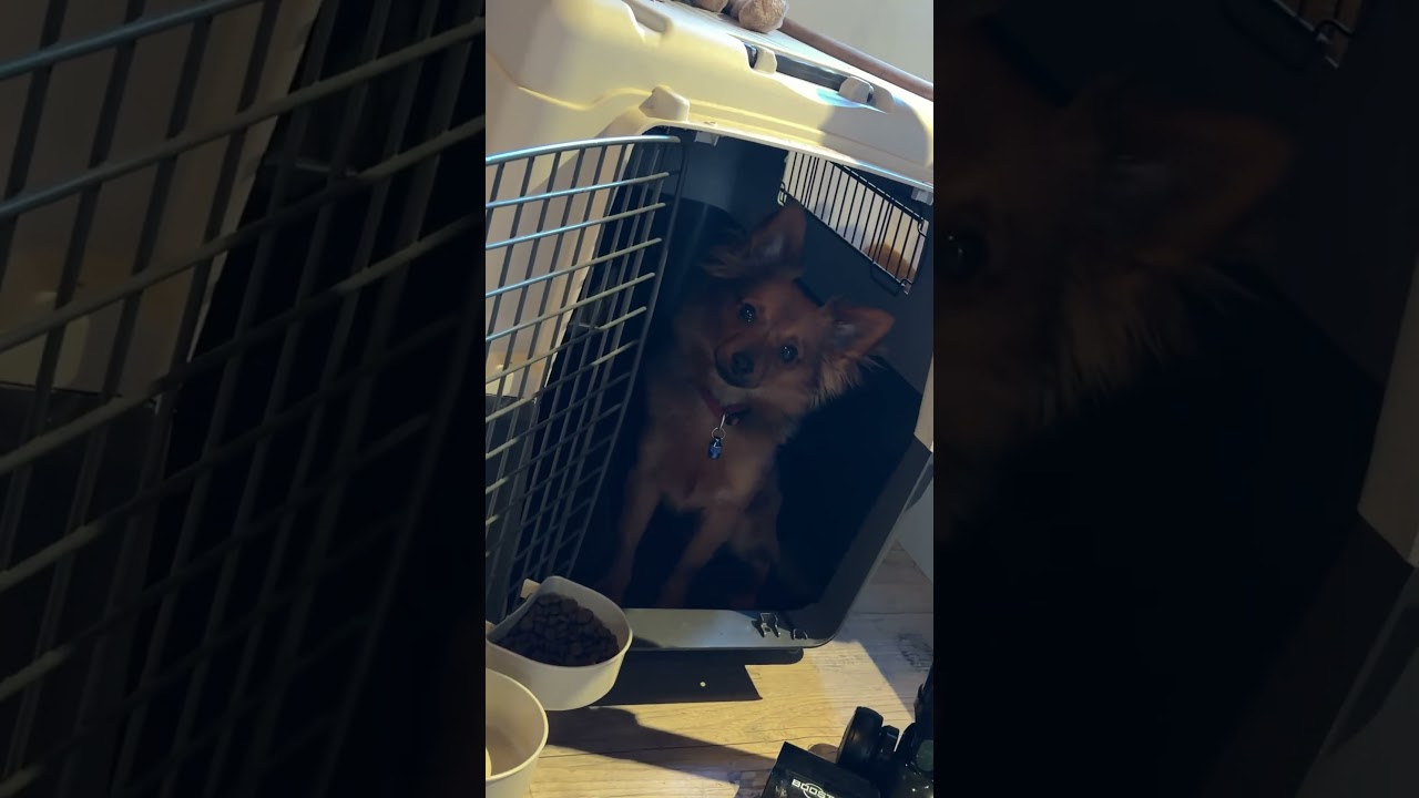 Spencer und der berühmte Hunde-Head-Tilt 🐶 Zwergpinscher × Papillon ❤️