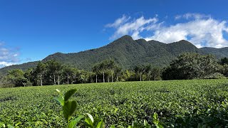 清香撲鼻第一名，口齒芬芳的最佳代名詞，非文山包種茶莫屬！預約台北五星茶行，喜堂亮等你來品茶。 #茶旅人 #喜堂亮 #木柵茶行 #附近茶行 #文山包種茶 #伴手禮 #文創禮盒 #封茶 #茶道禮儀 #茶