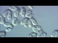 High definitionimage of protozoa.produced by tokyo cinema shinsha co inc