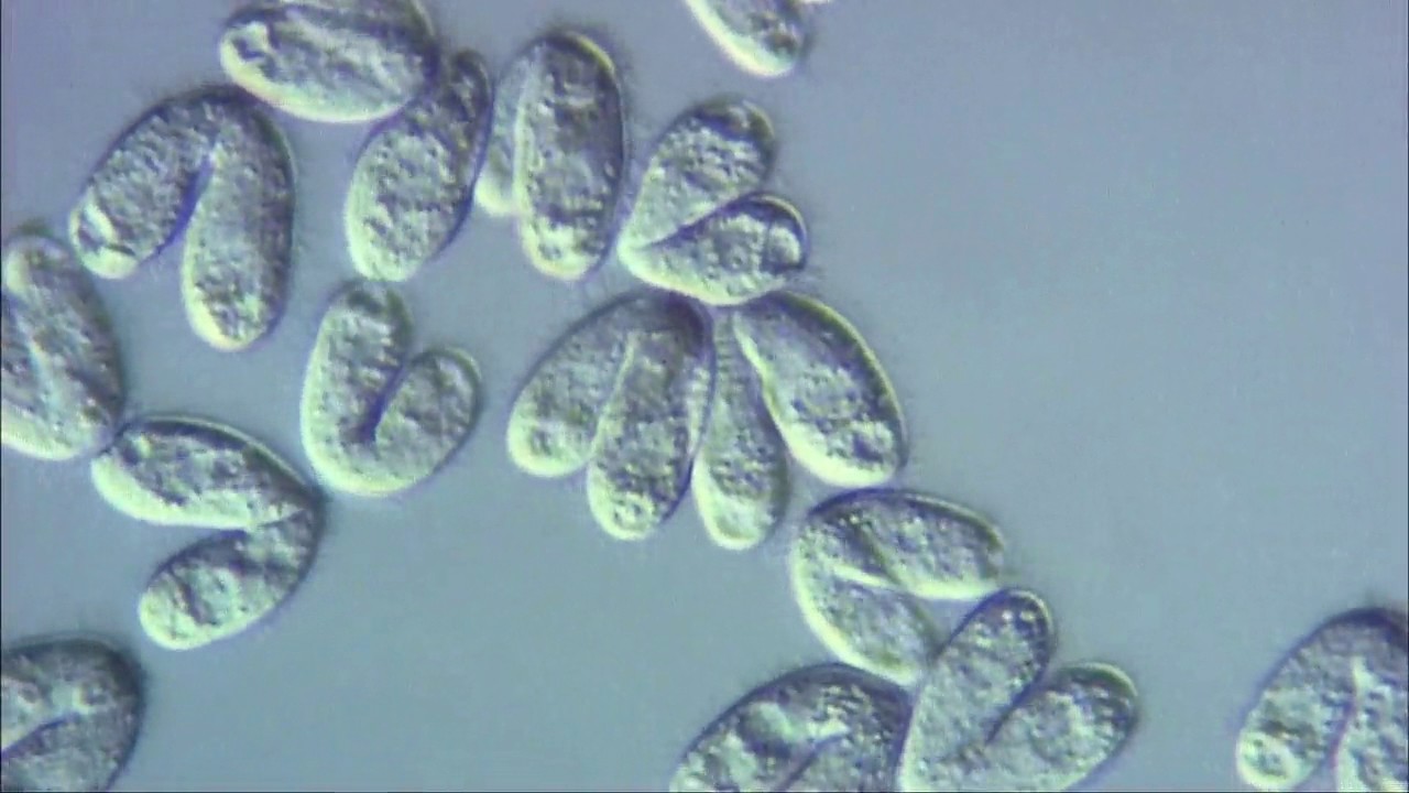 paraziták metazoans és protozoans