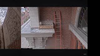 Dubuque County Falcon Cam ~ Banding day ~ 5/21/2024