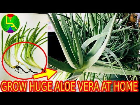 Come far crescere aloe vera e rendere grande a casa?