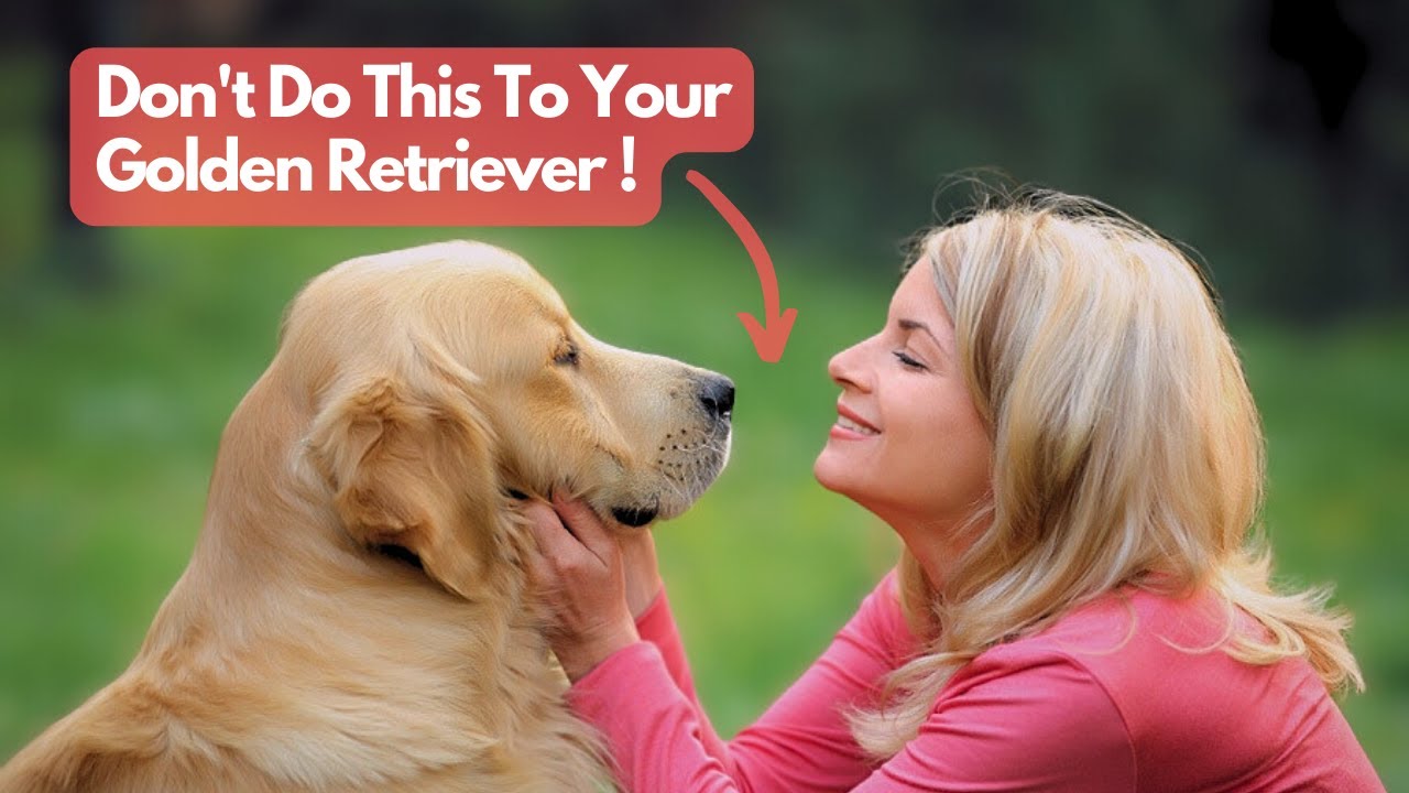 16 Things Golden Retrievers Hate That Humans Do Topissimo Animals YouTube