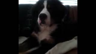 Bearne Playing With Pune