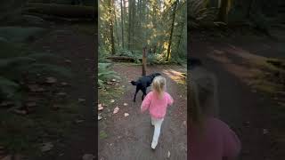 Our Dog Found a Hidden Spot on the Trail 🐶 #LabradorRetriever #DogAdventure #HikingWithDogs #Shorts