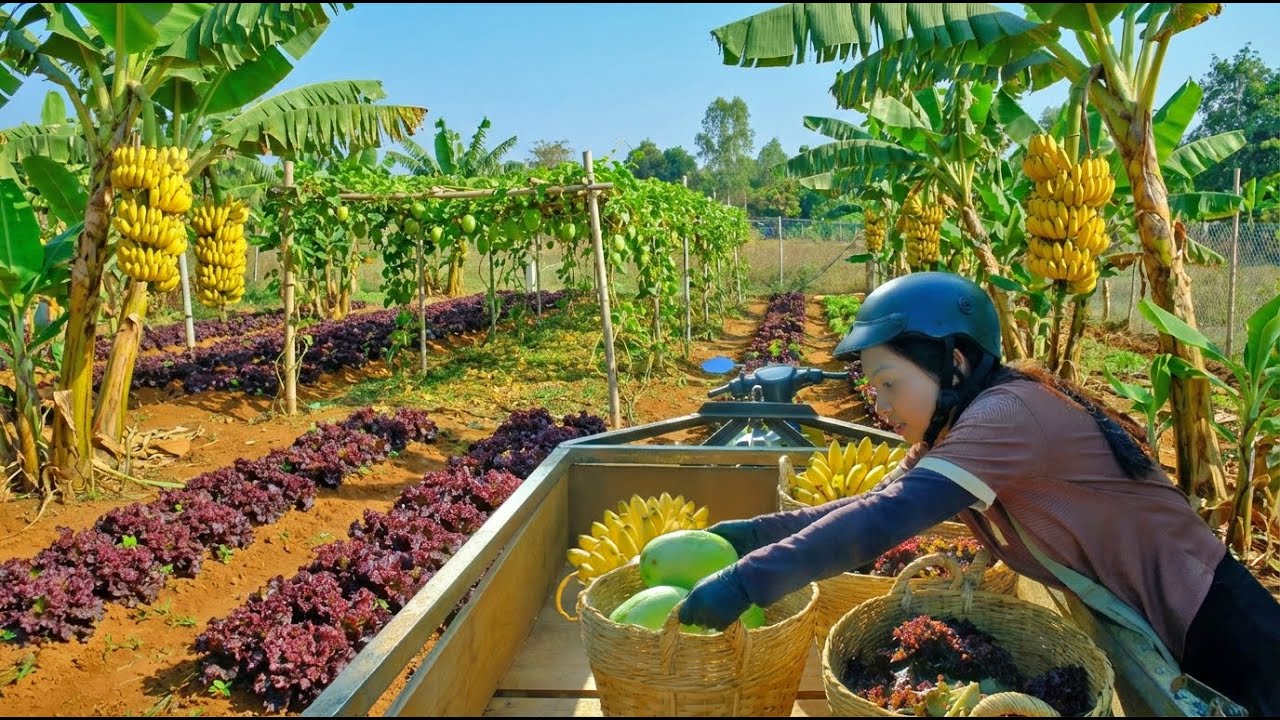 Harvest A Full Cart Of Bananas And Purple Lettuce To Sell At The Market – Cooking – Gardening