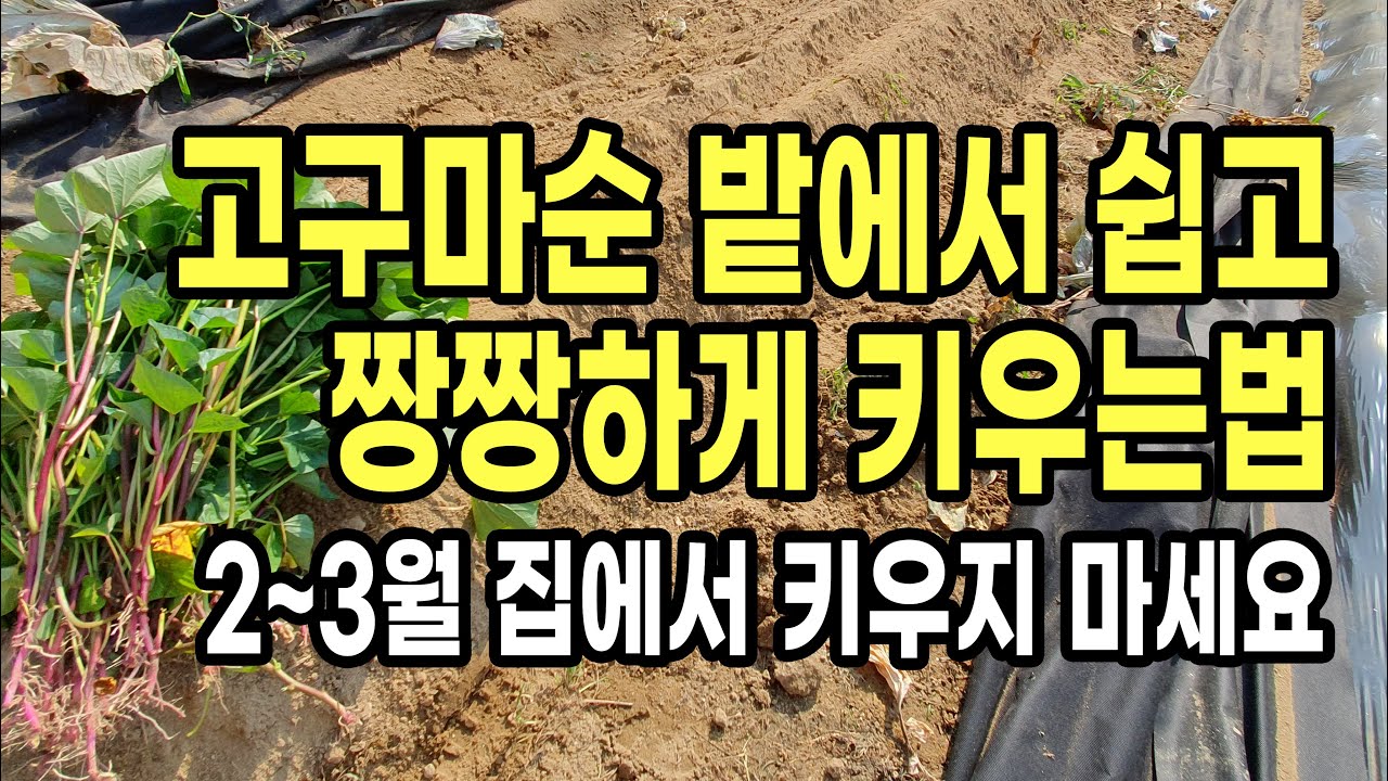 고구마순 노지밭에서 누구든 쉽고 짱짱하게 키우는법 추운 2~3월 고생해 집에서 키우지 마세요!
