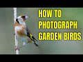 Wildlife Photography Photographing Garden Birds and Beyond! Expert tips for stunning images.