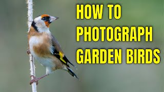 Wildlife Photography Photographing Garden Birds and Beyond! Expert tips for stunning images.