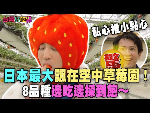 Japan's largest floating strawberry farm! 8 varieties of strawberries to eat and pick as you like...