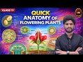 Anatomy of Flowering plants | NCERT I NEET I CBSE I Complete Chapter |One shot |Class 11 Biology