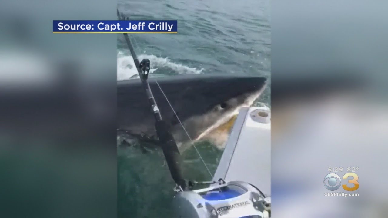 Great White Shark Surprises Fishermen Off New Jersey Coast YouTube