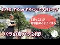 秋バラの育ちや開花が大きく変わるんです
