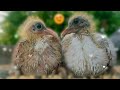 🕊️🥰baby pigeons beautiful video || baby kabutar attitude status video NT Pigeons Youtube