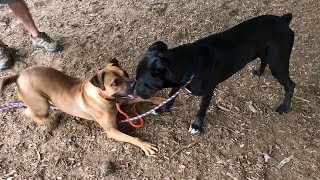 FOHA Buddies - 9/5/2019