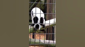 Amazing Sounds of Lemurs Arguing