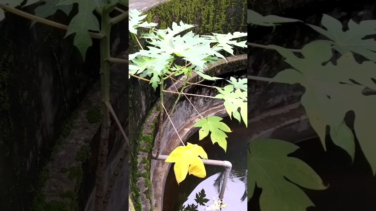 papayak valaran Kanda sthalam