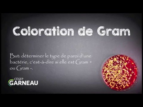 Vidéo: Pourquoi la coloration à la safranine est-elle utilisée ?