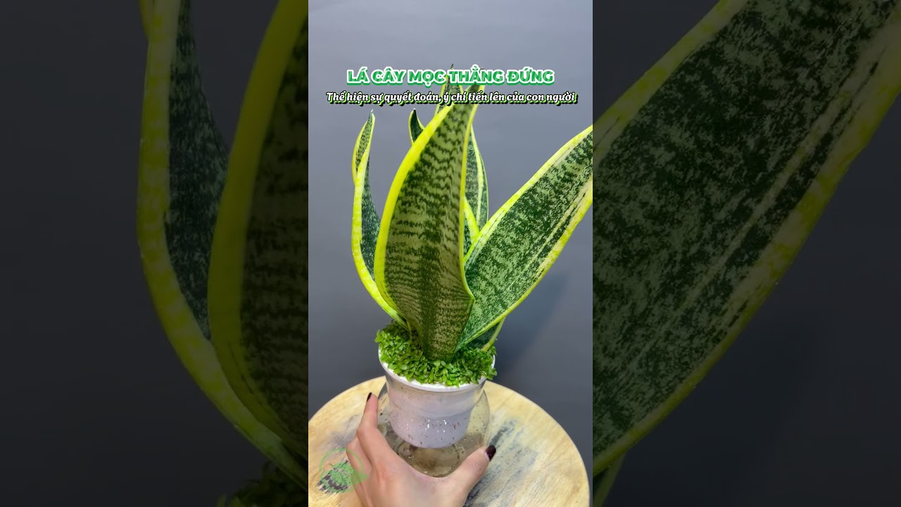 bdo increase stable slots 🌿 Cây lưỡi hổ – Lọc không khí, hút tài lộc, đẹp mọi góc nhà! 🪴✨