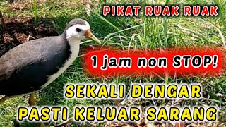 PIKAT AMPUH BIKIN RUAK RUAK KELUAR SARANG