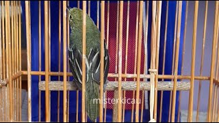 Burung Sirtu Cipoh Langsung Pengen Ikut Bunyi Dengar Kicauan Sirtu Gacor Suara Jernih Ini