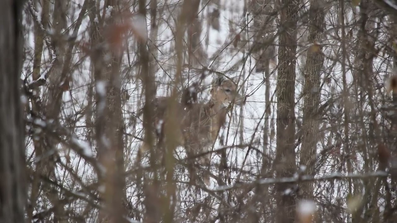 Chain O Lakes, Indiana State Park