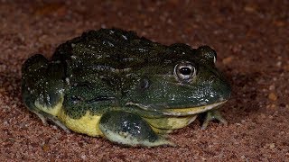 African Bullfrog Adspersus