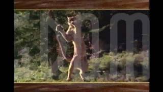 Explore The Wildlife Kingdom Cougar - Trailer