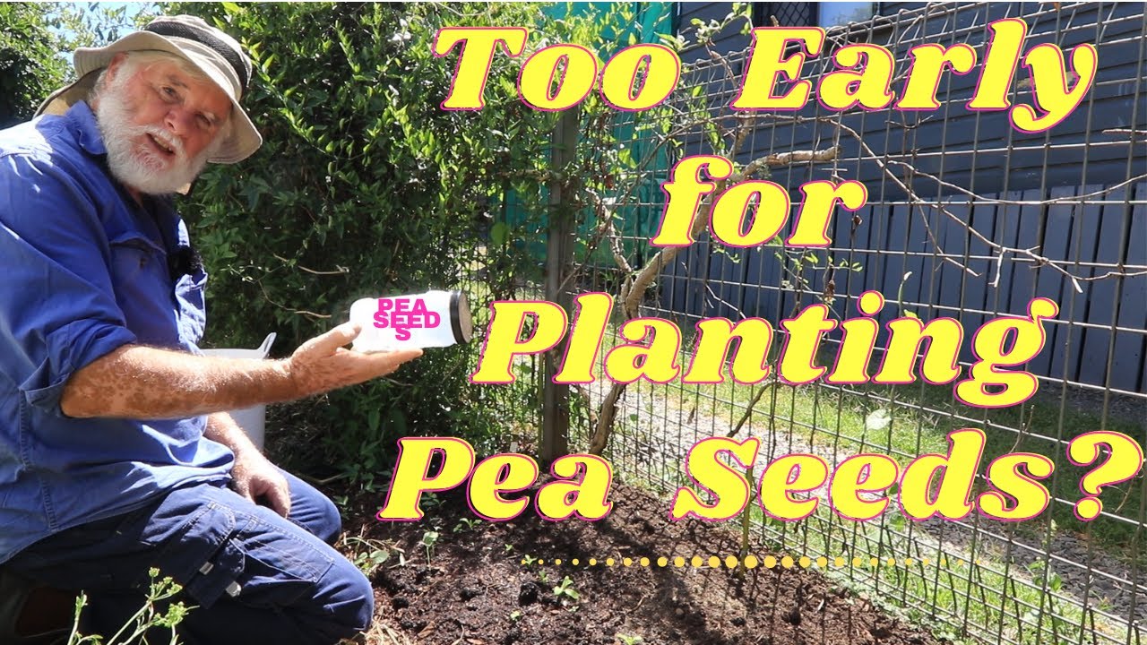 Is It Too Early To Plant Peas? Lets Find Out! YouTube