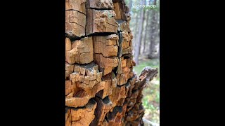 Mama Holly Reads Psalm 37 (The Living Bible)