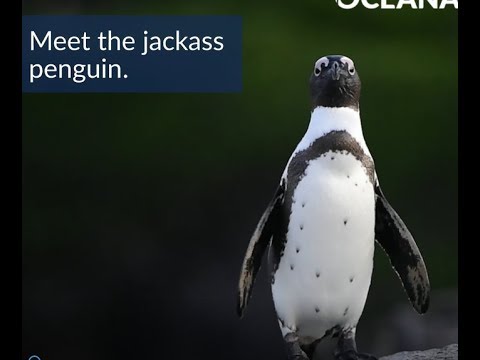 201903 Jackass Penguin