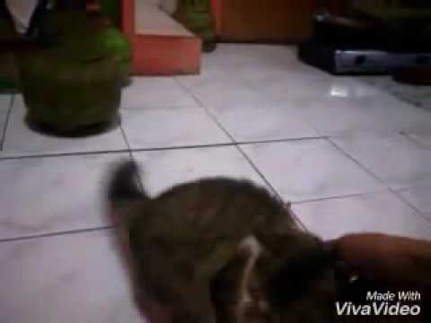 Kucing anggora campur main coon