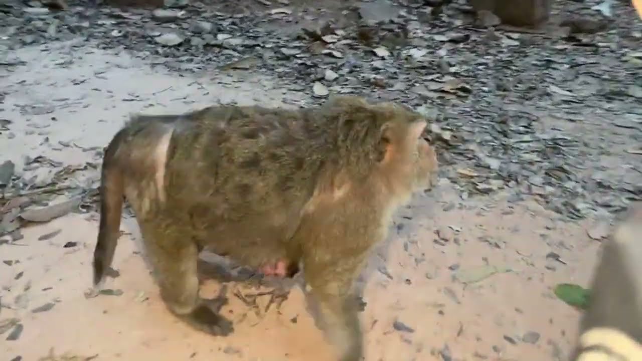 Where’s newborn baby monkey just born this morning