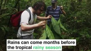 Trees that make their own rain clouds