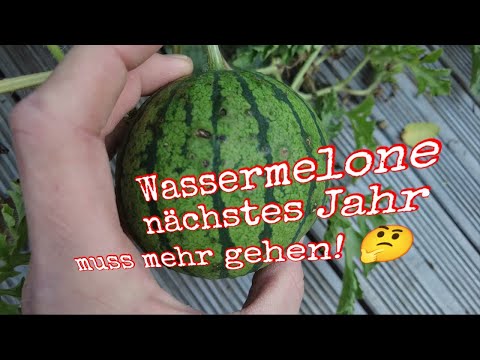 Wassermelone im Kübel: Das Ergebnis nach einem schwierigen Sommer