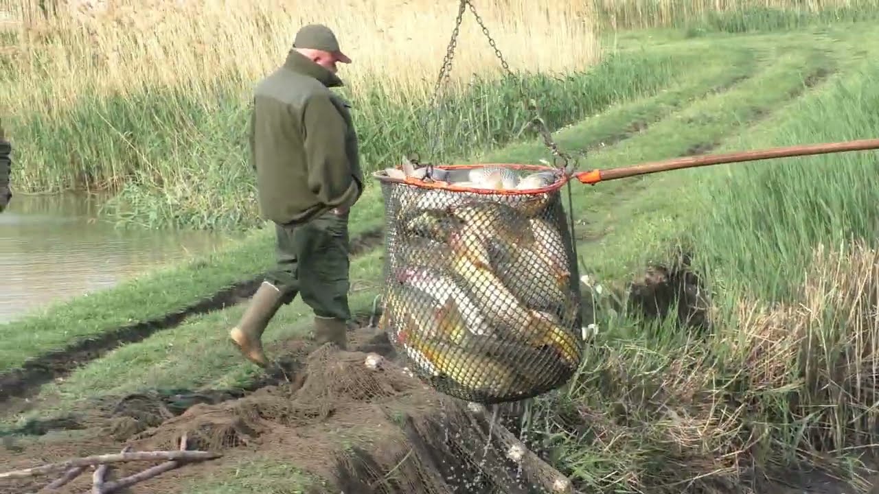 Haltelepítés a fegyverneki Alsóréti Holt-Tiszán (2024.04.18.)