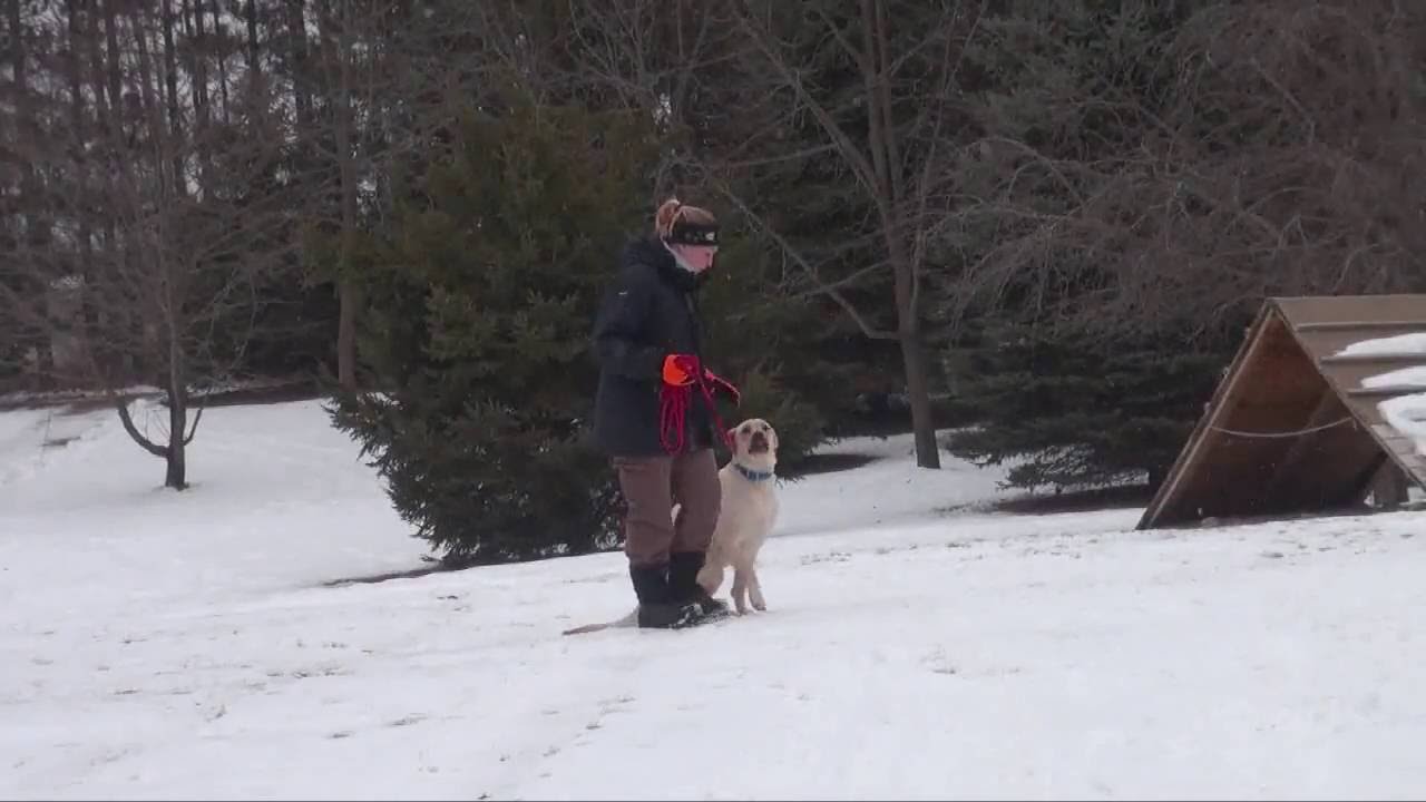 Piper (Labrador Retriever) Boot Camp Dog Training Minnesota YouTube