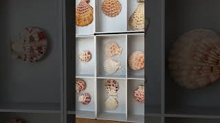 Pectinidae