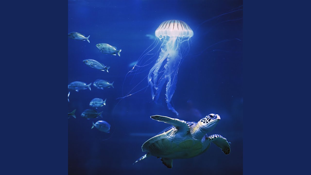 Watch jellyfish on YouTube Watch jellyfish on YouTube