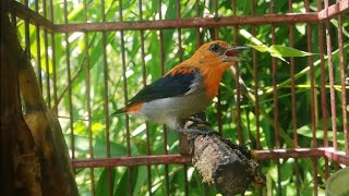 Pancingan--Masteran burung cit kemade bahan 100% nyaut