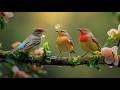 Relaxing Piano Music &amp; Bird Sounds | Nature Sounds for Focus and Productivity
