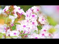 Relaxing Piano Music 🍀 Soft Piano Music 🍀 Piano Music For Stress Relief 🍀 Meditation Piano Music