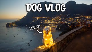 My dog travels the Amalfi Coast 🇮🇹