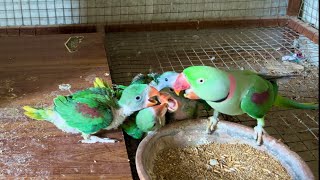 Talking Parrot baby Feeding time  Wow Amazing Father Full Care Babies Parrot #alexander
