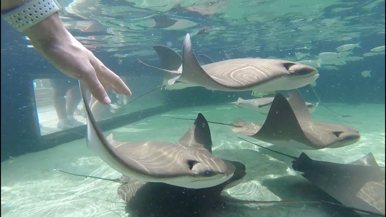 video phone beyonce mp3 GCRL Barrier Island Ecology / Week1