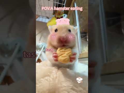 Cute Hamster