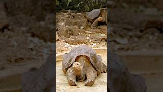#pintaislandtortoise 🐢 #tortoise #reptiles #rareanimals #isthis1st