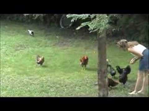 hen call hen call